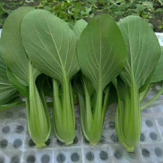 上海青  山东曹县蔬菜基地，精品油菜大量上市，全年有现货