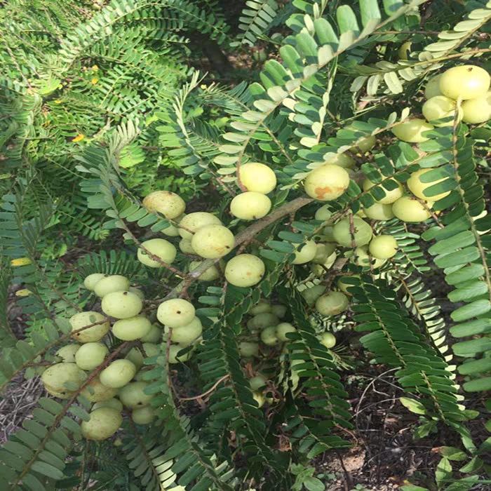 茂谷柑苗 油甘苗甜种 余甘果 油柑苗