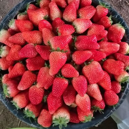 徐州奶油草莓  奶油