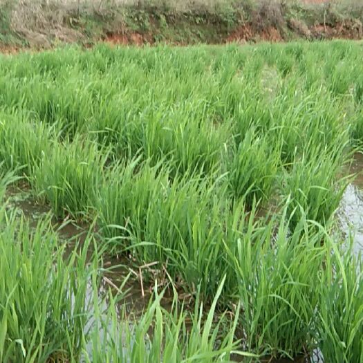 万安县 大量出售双季高产茭白种苗需要赶紧订购苗