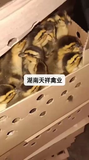 衡阳 大种麻鸭苗，肉鸭苗