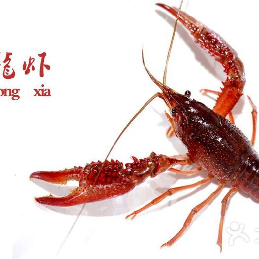 洪湖市清水小龙虾 小青2-4钱