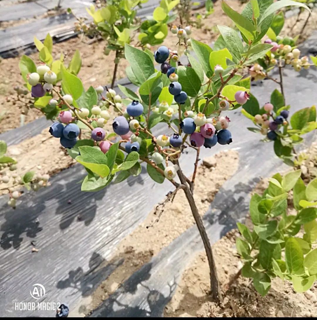 薄雾蓝莓苗 薄雾/奥尼尔/兔眼蓝莓树苗品种正宗量大从优可实地考察