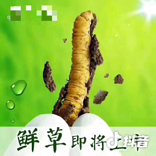小金县冬虫夏草 天然，绿色