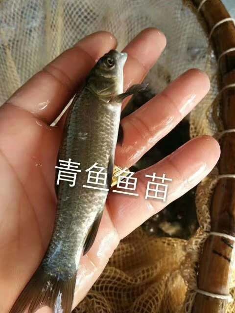 博罗县丁桂鱼 大量出售以上各种鱼苗，质量保证，技术支持。