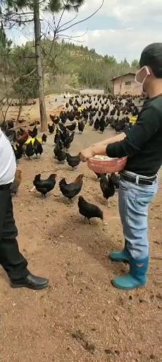 衡南县 大量供应淘汰鸡苗，高产绿壳蛋鸡出壳苗，包成活率到家