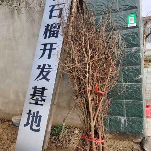 徐州突尼斯软籽石榴树苗  突尼斯软籽石榴二年苗