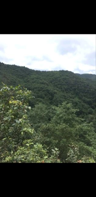  土蜂蜜