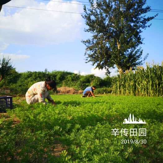 淄博小顶胡萝卜  传统老品种，非转基因
生态古法种植