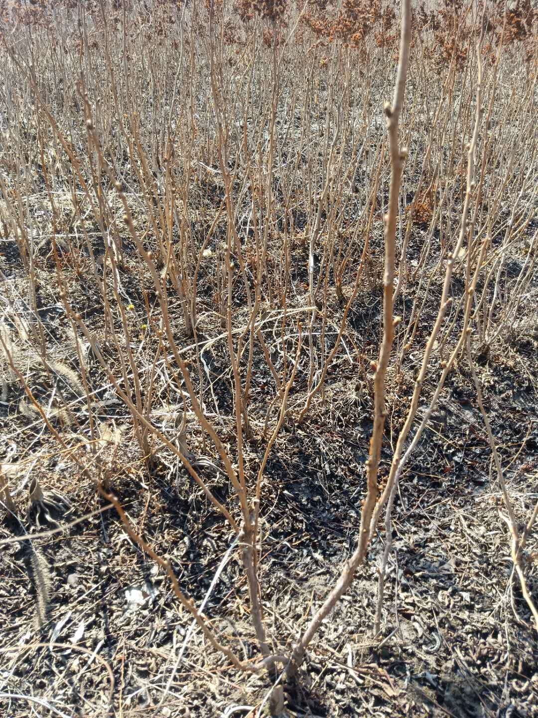 珍珠梅播种苗 根系好 植株粗壮 一手货源全国包邮