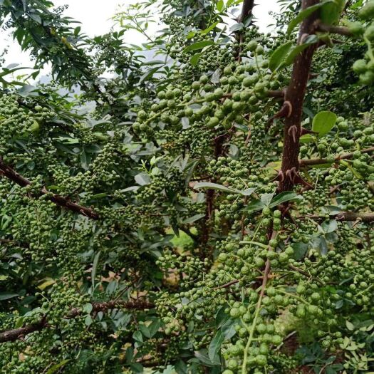 重庆市青花椒苗