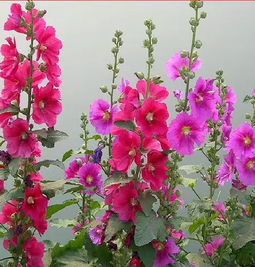 蜀葵种子 一丈红 熟季花 戎葵 吴葵 卫足葵 胡葵 斗蓬花