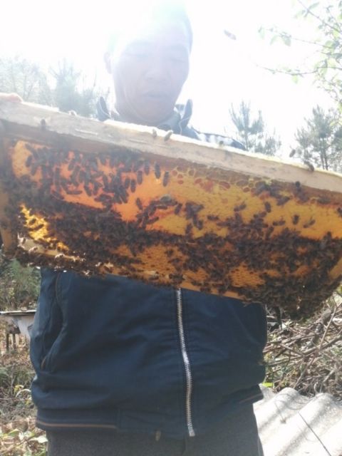  土蜂蜜