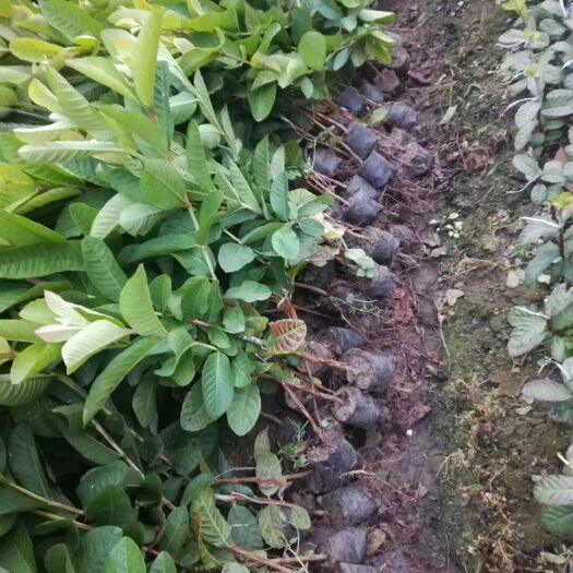 四季珍珠番石榴苗