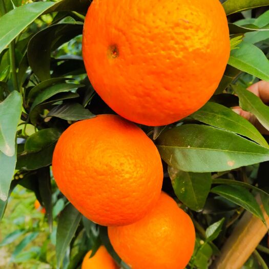 河池 广西河池沃柑