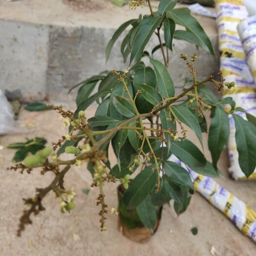 灵山县三月红荔枝苗 广西三月红嫁接苗