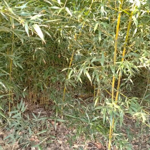  富貴黃金竹子苗庭院種植辟邪鎮(zhèn)宅富貴竹