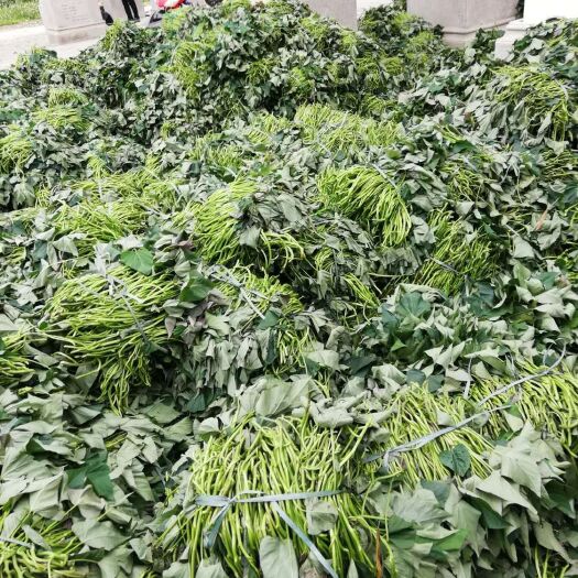 吴川市西瓜红红薯苗  大田剪苗大量供应，专业工人剪苗，当天剪当天装，成活率高，高产