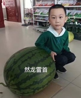 哈尔滨然龙雷首西瓜种子1000粒/罐