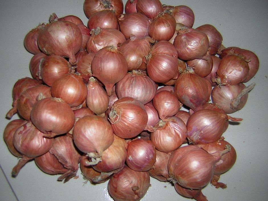 卖东北毛葱，大毛葱，中葱，毛葱栽子，河南葱，缅甸葱，假葱