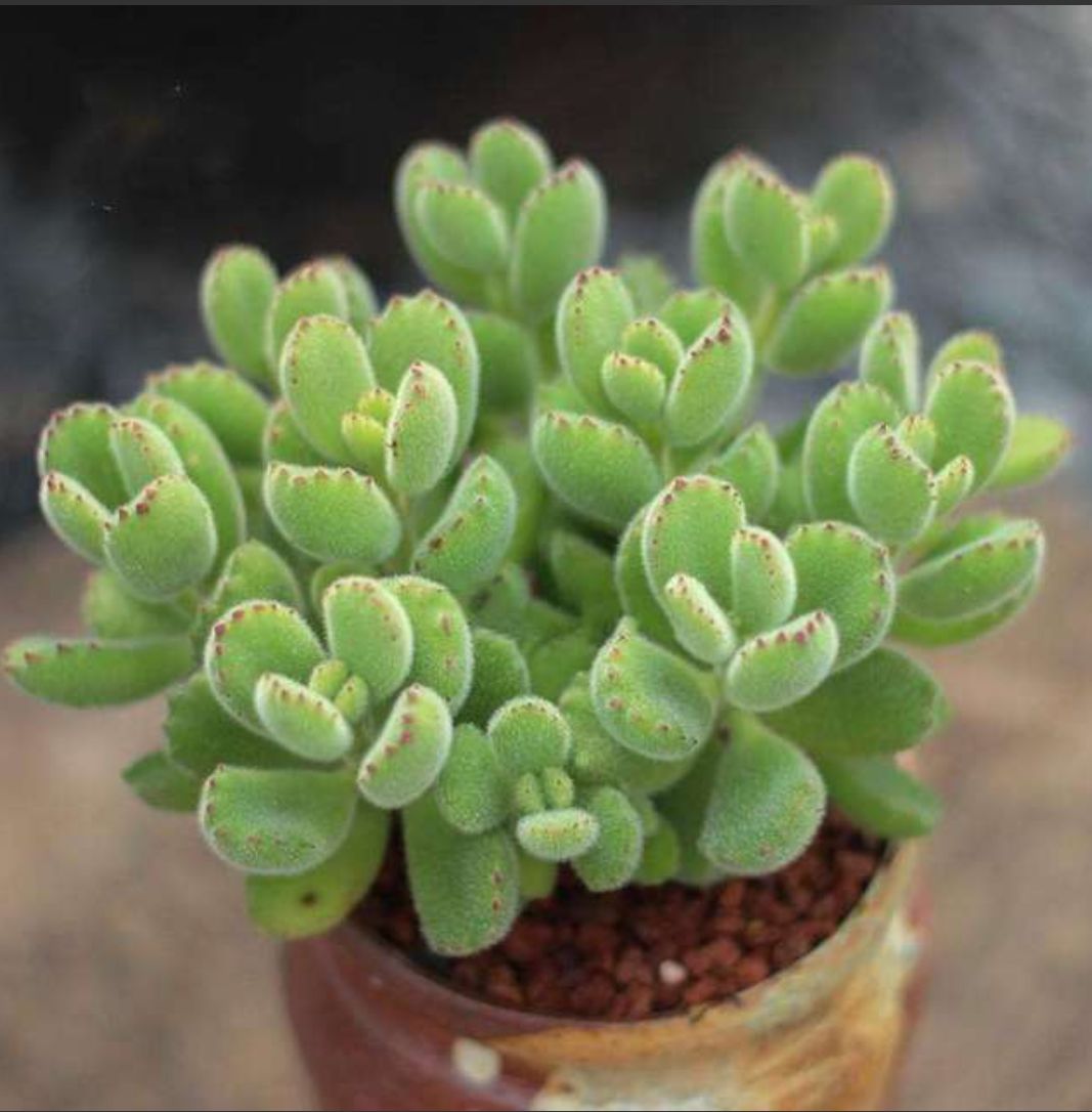 多肉植物 熊童子錦 ☆ 超特大株 インテリア小物 植物/観葉植物