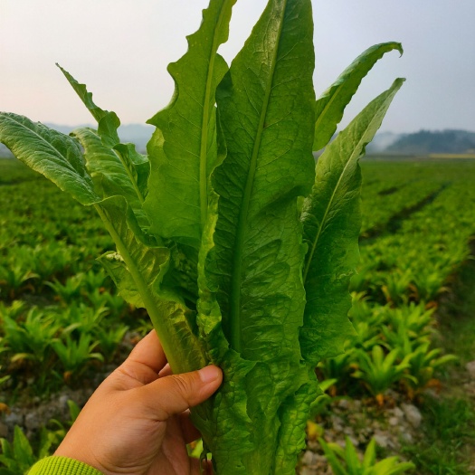 黄平县 蔬菜—精品油麦菜