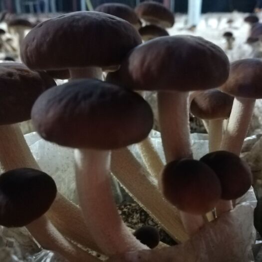 南平广昌5号茶树菇  2021茶树菇上市