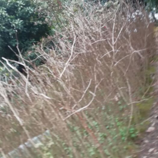 常德 银杏树苗大量供应，价钱优惠，30公分以上苗现货