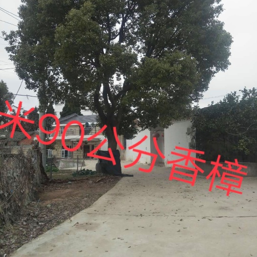 孝昌县全冠香樟