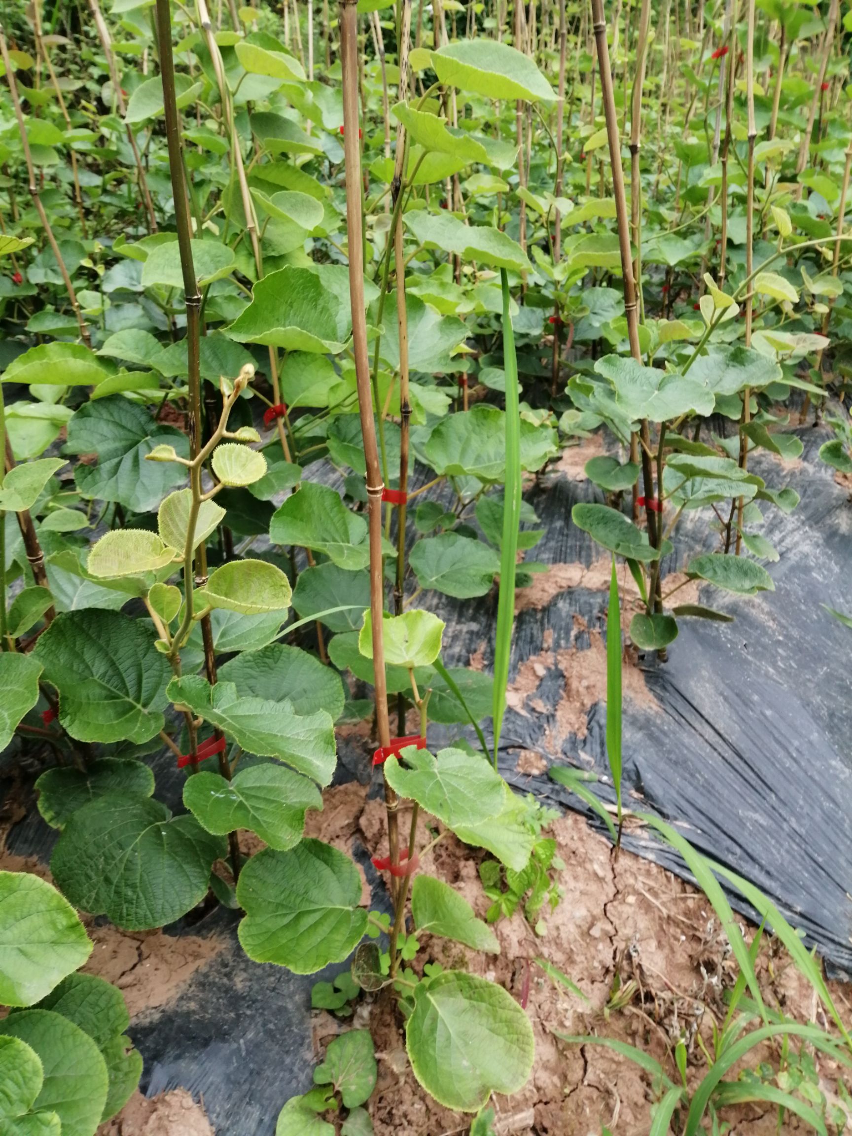 紅陽獼猴桃苗 紅陽獼猴桃嫁接苗基地直供,現挖現發,保證品質