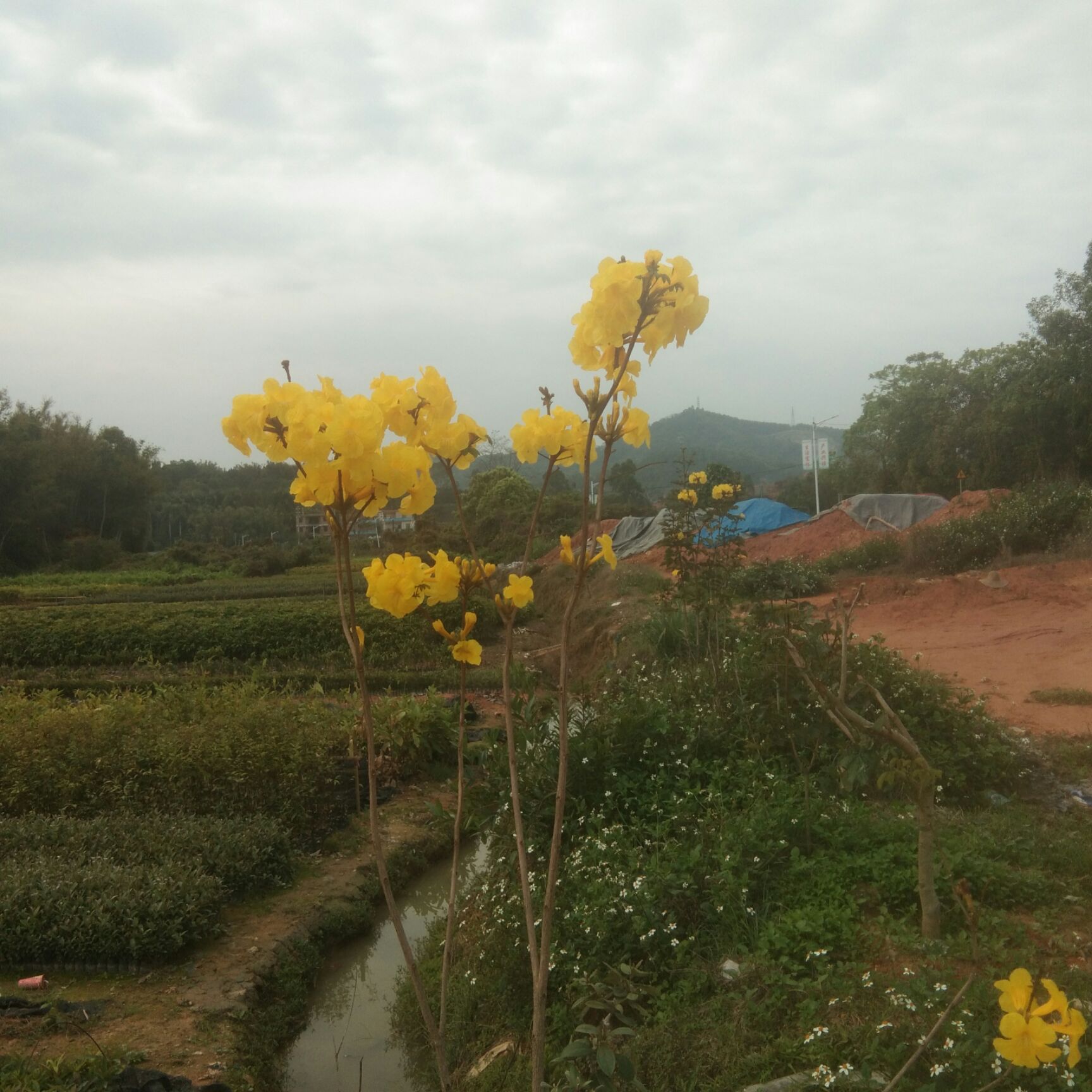 黄花风铃木  黄花风铃 紫花风铃  洋红风铃