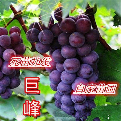 阳光玫瑰葡萄苗  自家苗圃，现挖现卖