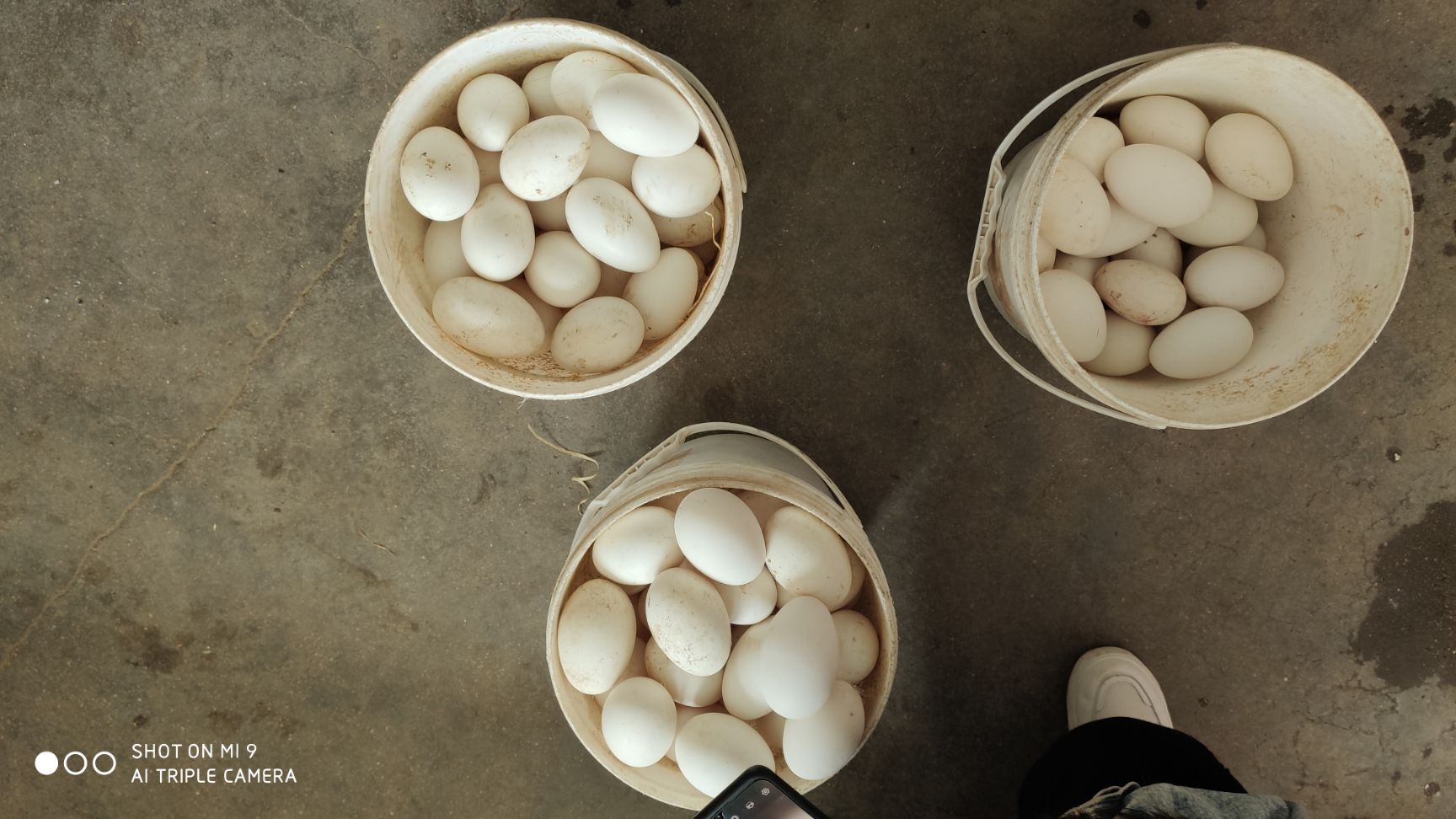  常年出售高品质商品鹅蛋，新鲜。