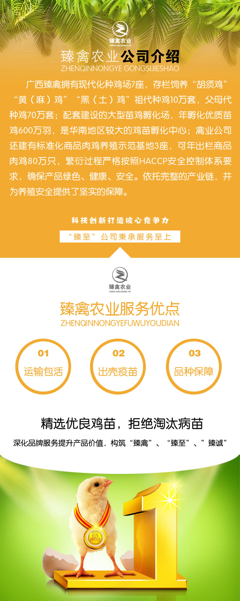 绿壳蛋鸡苗
