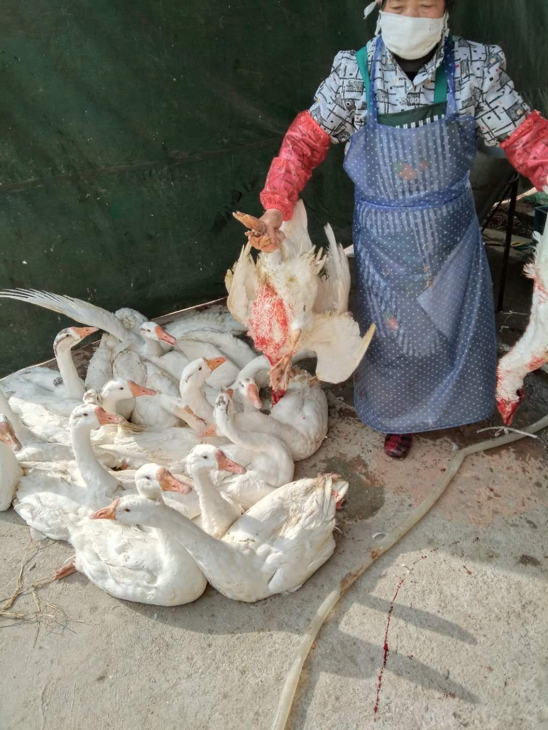  杀好的新鲜鹅肉批发