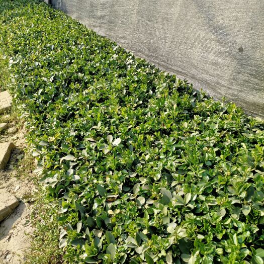 沭阳县 大叶黄杨