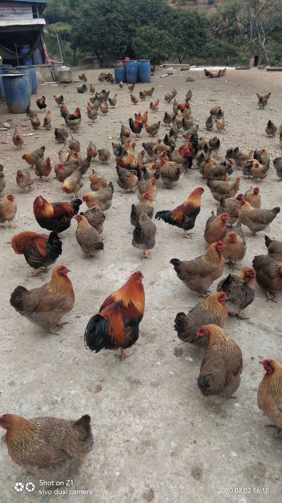  山林放养 清远2号麻鸡