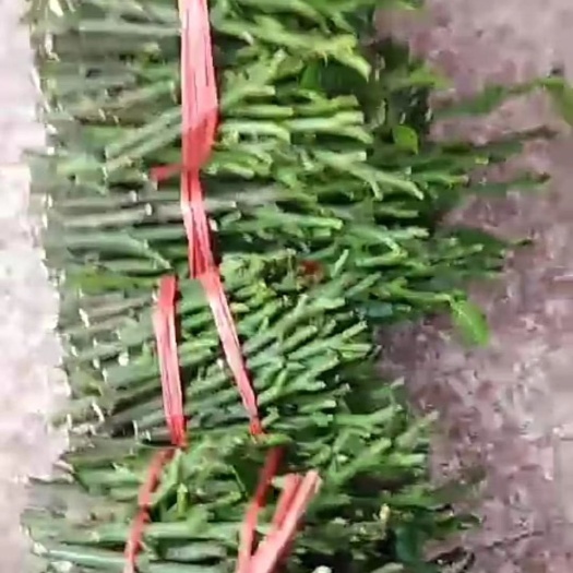 廉江市贵妃黄皮果苗  贵妃黄皮果嫁接旺枝条，火爆销售中
