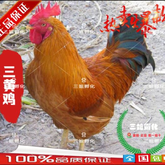 灵山县三黄鸡苗-包疫苗-成活率高