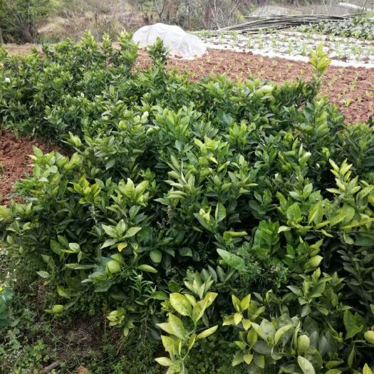 简阳市卡拉卡拉红肉脐橙苗 卡拉卡血橙苗