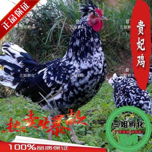 南宁贵妃鸡苗 优质贵妃鸡-厂家直销-打好疫苗