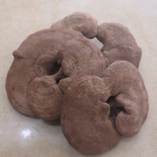 拜泉县 灵芝干品