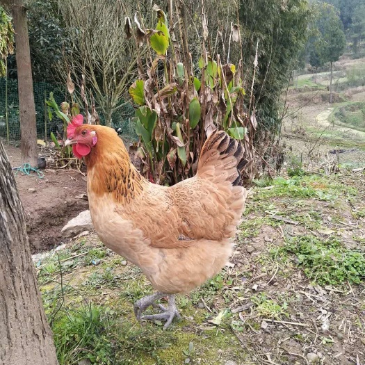 衡南县青脚麻鸡苗 常年孵化草鸡，青脚土鸡出壳苗，出壳注射马利克疫苗