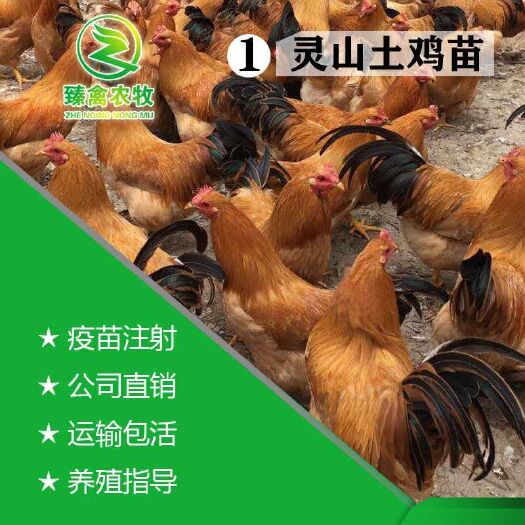 南宁 灵山土鸡苗，纯种现货批发，厂家直销
