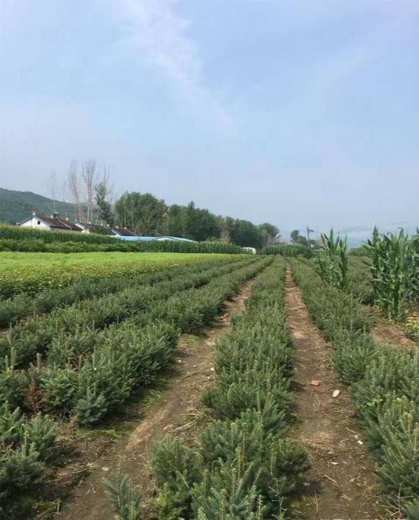  批发各规格云杉苗 绿化苗 云杉大树