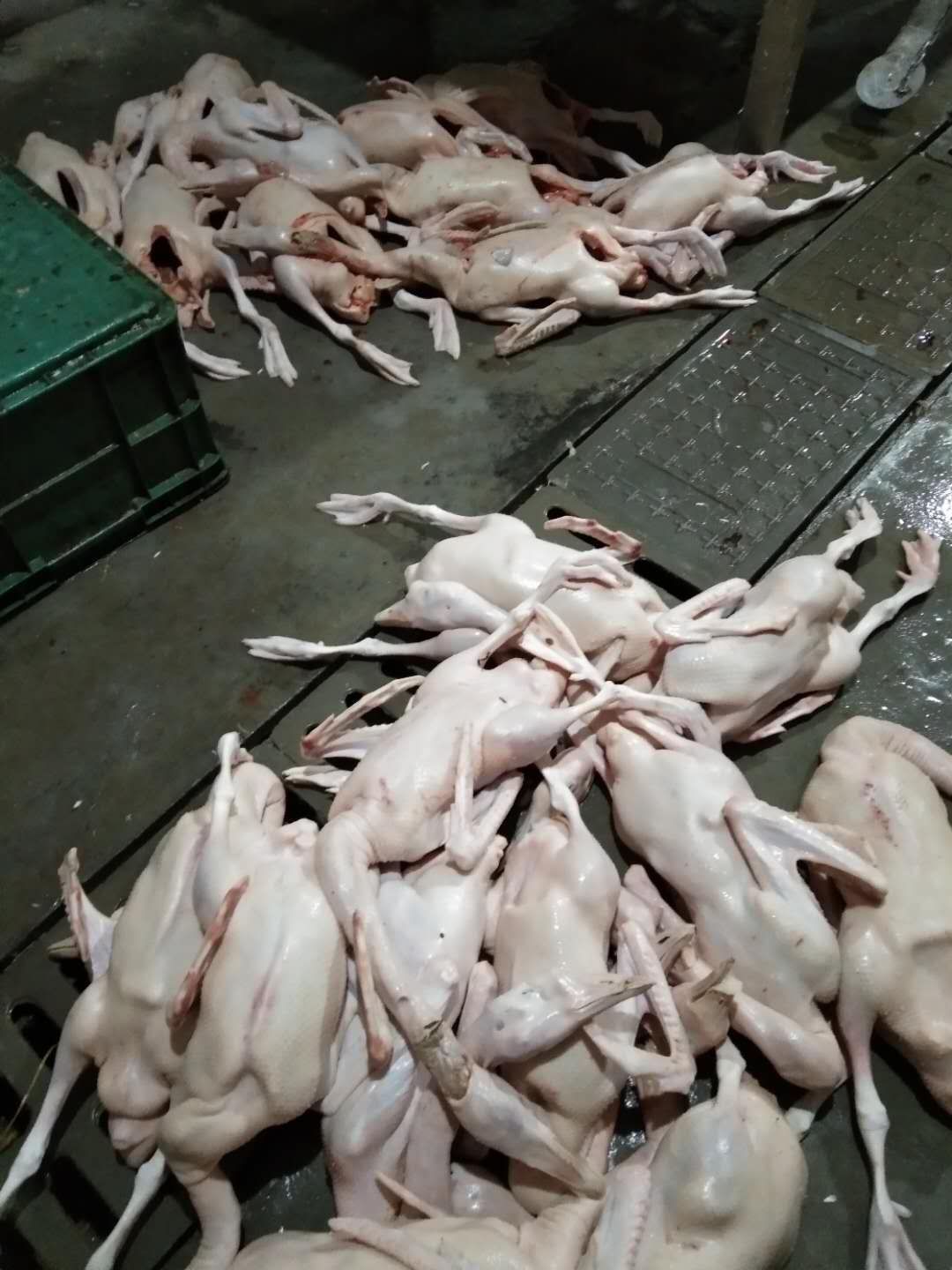  杀好的新鲜鹅肉批发