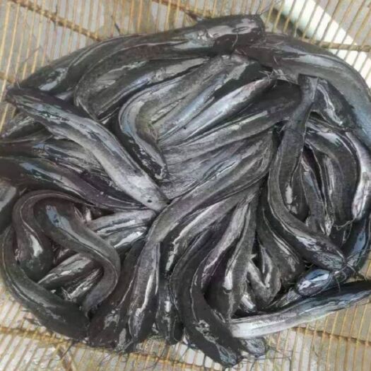 成都胡子鲶  八胡鲶   胡子鯰  八须鲶鱼苗批发