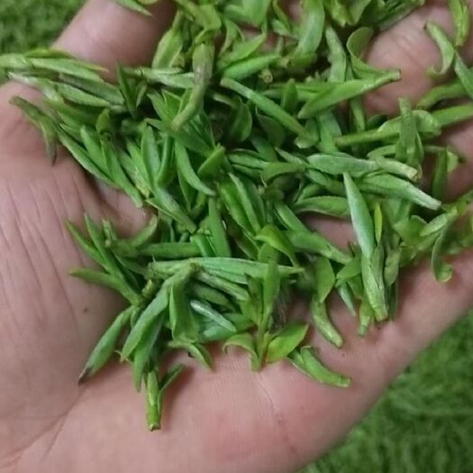 建德市 特级 乌牛早茶~