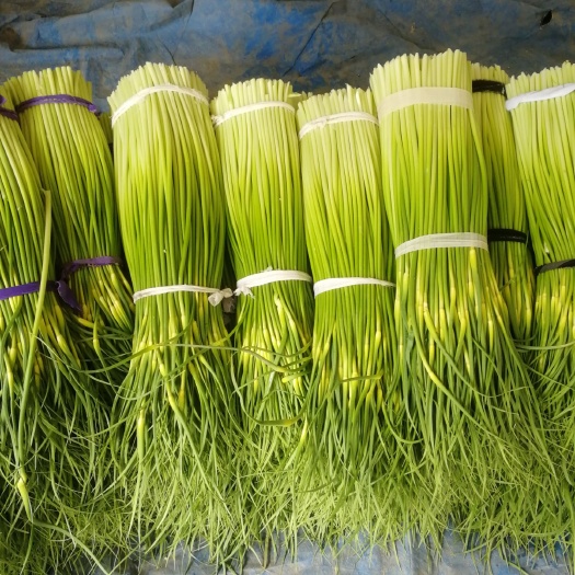 白帽蒜薹   精品細(xì)蒜苔，歡迎老板們前來選購，提供食宿