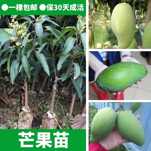灵山县金煌芒果苗   芒果苗  嫁接金煌芒，四季芒，贵妃芒，澳芒，
